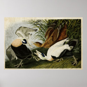 Pôster Placa 246 Pato Eleitor Aves da América