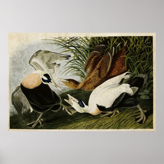 Pôster Placa 246 | Pato Eleitor | Aves da América (Frente)