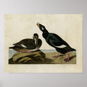 Pôster Placa 247   Velvet Duck   Aves da América