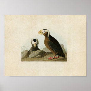 Poster Placa 249   Tufted Auk   Aves da América