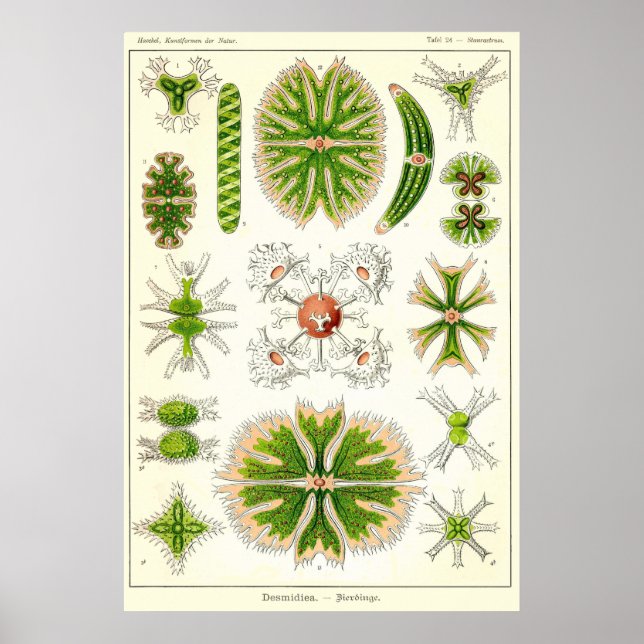 Pôster Placa 24 Desmdiea (Frente)