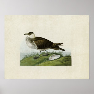 Pôster Placa 253   Jaeger   Aves da América