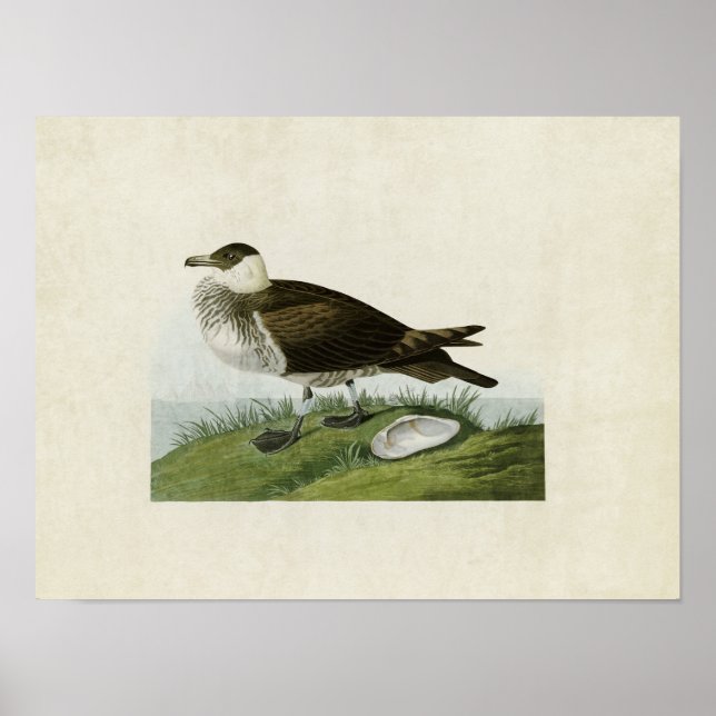 Pôster Placa 253 | Jaeger | Aves da América (Frente)
