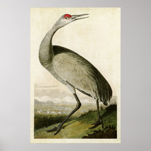 Pôster Placa 261 | Grua-de-bico | Aves da América (Frente)