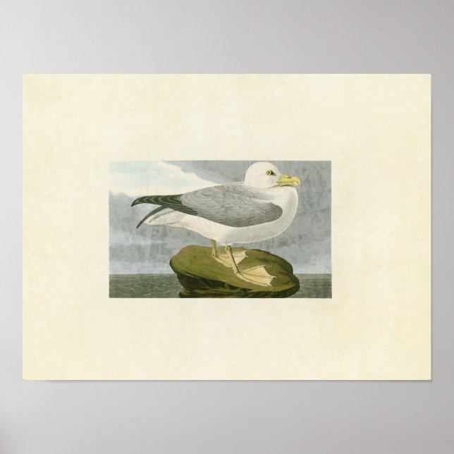 Poster Placa 264 | Fulmar Petrel | Aves da América (Frente)
