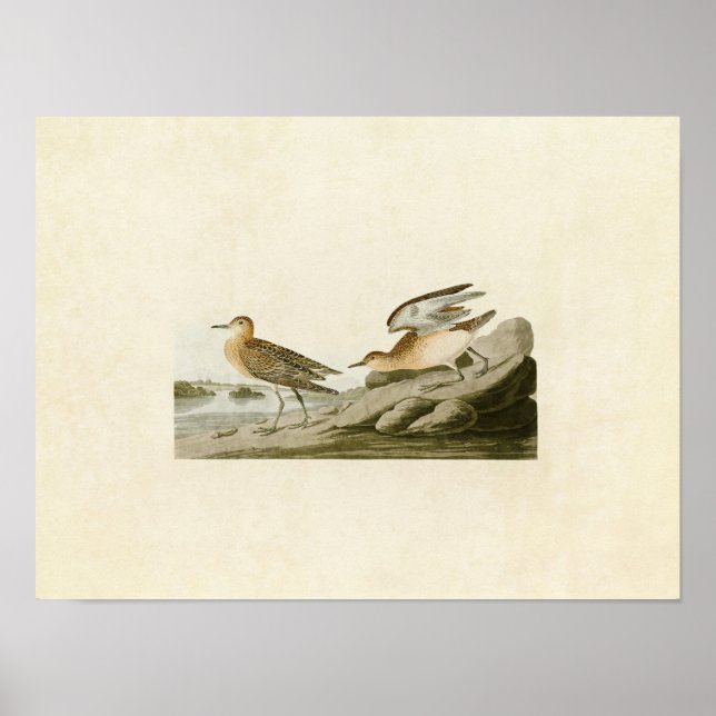 Poster Placa 265 | Pecuária-De-Banha (Frente)