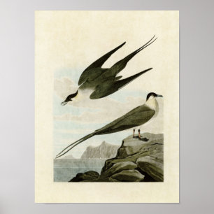 Poster Placa 267 Árctico Jaeger Aves da América