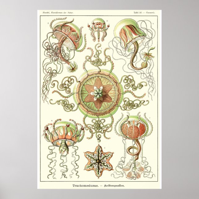 Pôster Placa 26 Trachomedusa (Frente)