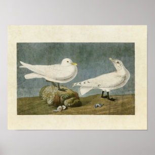 Pôster Placa 287 Ivory Gull Aves da América