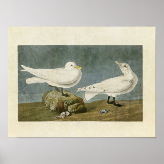 Pôster Placa 287 | Ivory Gull | Aves da América