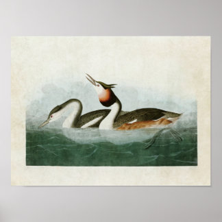 Poster Placa 292 | Cubo | Aves da América