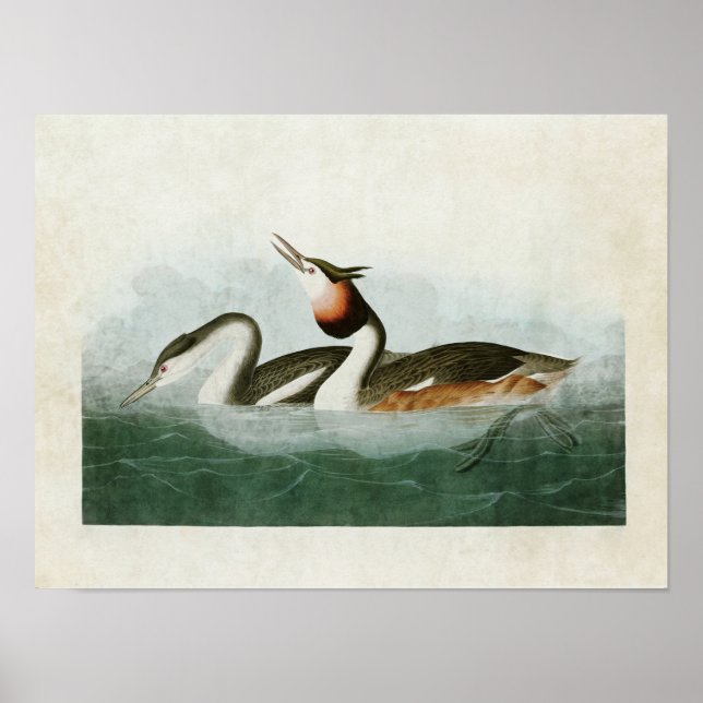 Poster Placa 292 | Cubo | Aves da América (Frente)