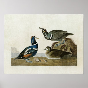 Pôster Placa 297 Harlequin Duck Aves da América
