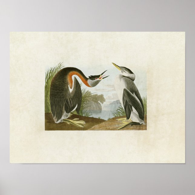 Pôster Placa 298 | Cubo-do-pescoço-vermelho | Aves da Amé (Frente)