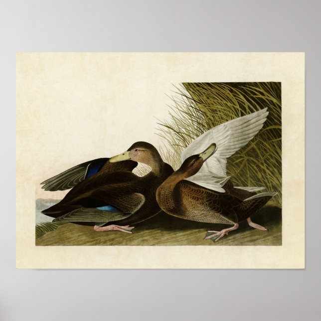 Pôster Placa 302 | Dusky Duck | Aves da América (Frente)