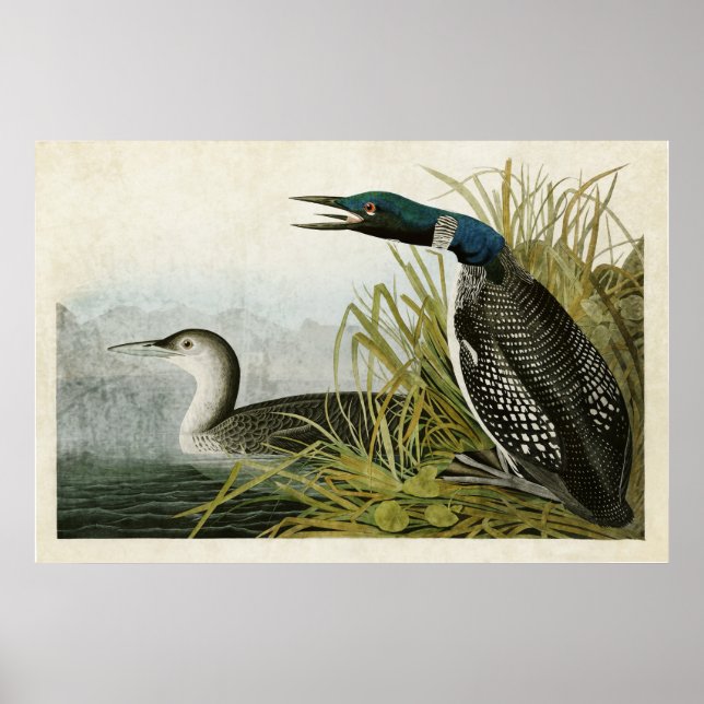 Poster Placa 306 | Excelente Norte Diver ou Loon (Frente)