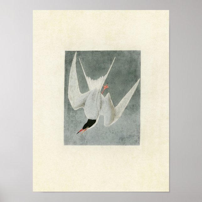 Pôster Placa 309 | Excelente Tern | Aves da América (Frente)
