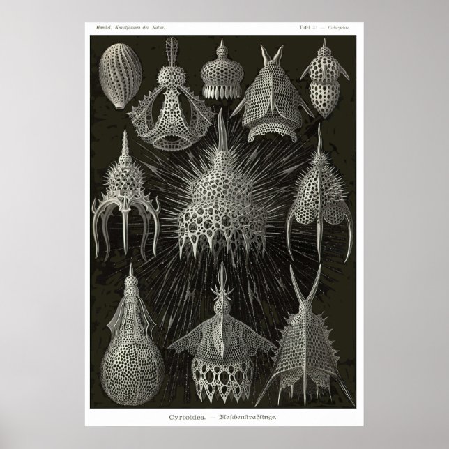 Pôster Placa 31 (Frente)