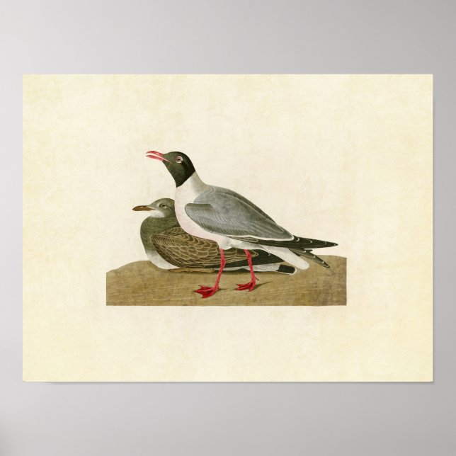 Pôster Placa 314 | Gaivota de cabeça negra | Aves da Amér (Frente)