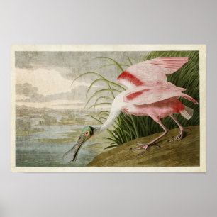 Pôster Placa 321   Roseate Spoonbill   Aves da América