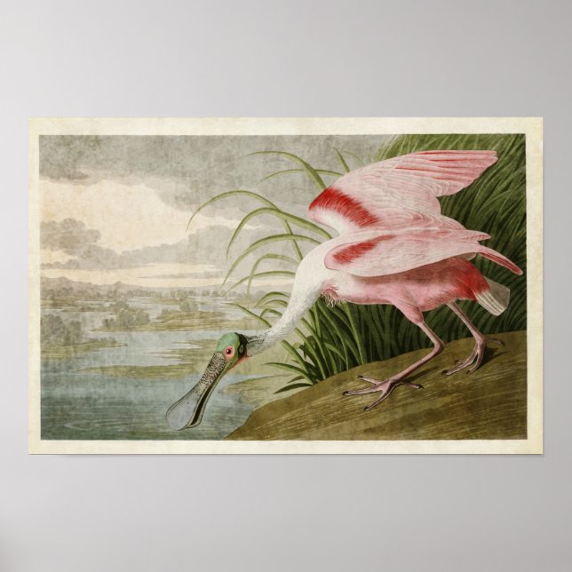 Pôster Placa 321 | Roseate Spoonbill | Aves da América (Frente)
