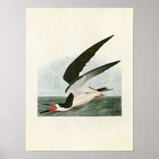 Poster Placa 323 | Negra Skimmer ou Shearwater