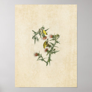 Pôster Placa 33   American Goldfinch   Aves da América