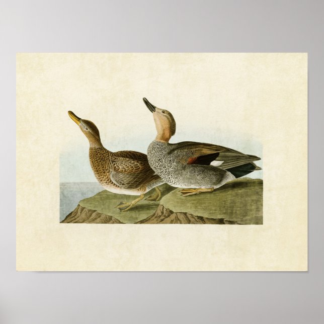 Poster Placa 348 | Gadwall Duck | Aves da América (Frente)