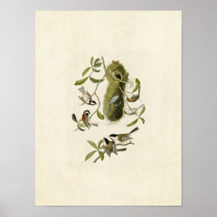 Pôster Placa 353   Rato de castanha