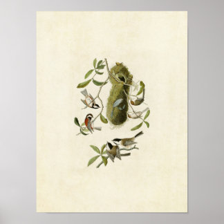 Pôster Placa 353 | Rato de castanha