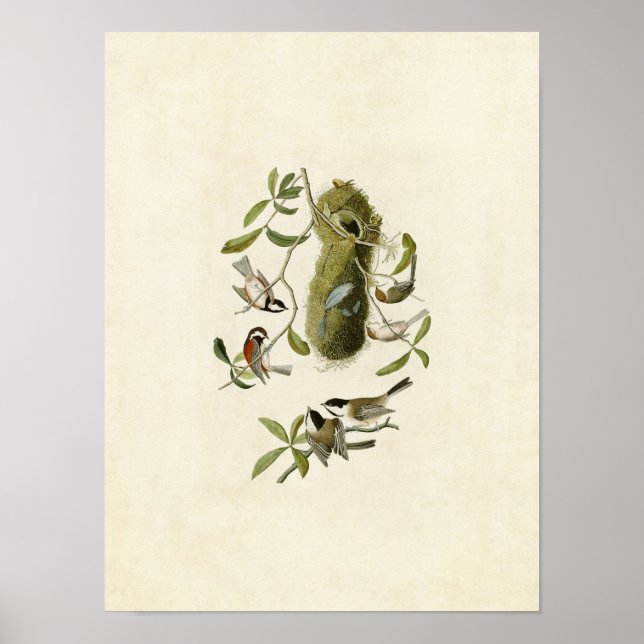 Pôster Placa 353 | Rato de castanha (Frente)