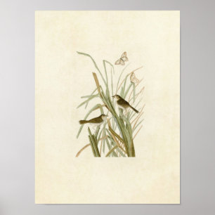 Pôster Placa 355 Finch de MacGillivray