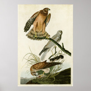 Pôster Placa 356   Marsh Hawk   Aves da América