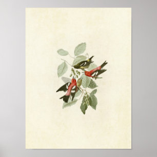 Poster Placa 364 Crossbill de asa branca