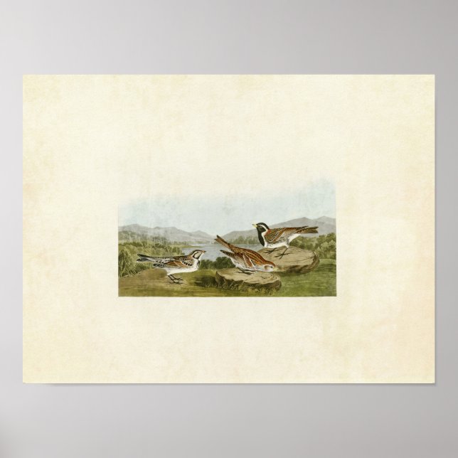 Poster Placa 365 | Lapland Longspur | Aves da América (Frente)