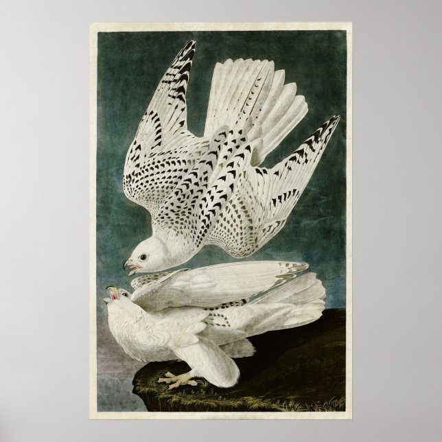 Poster Placa 366 | Islândia ou Jer Falcon (Frente)