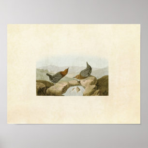 Poster Placa 370 American Water Ouzel ou Dipper