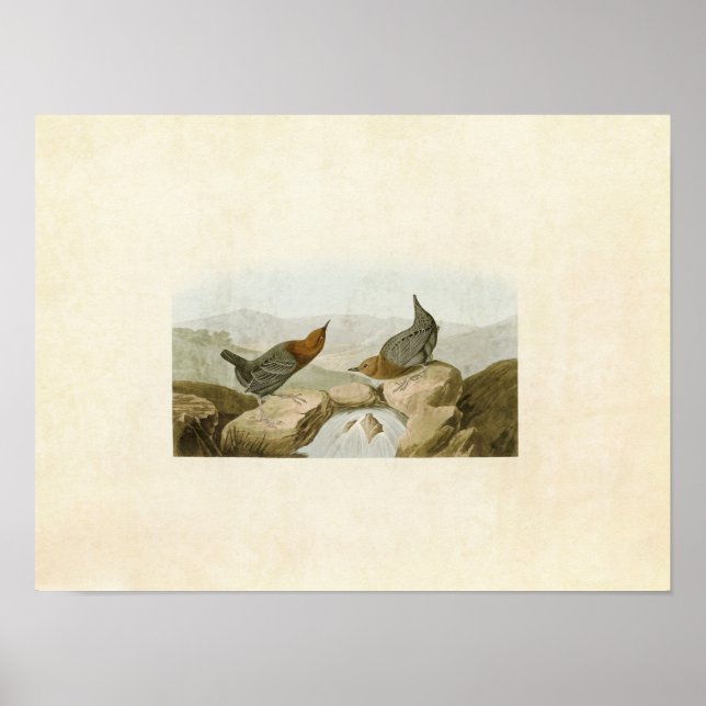 Poster Placa 370 | American Water Ouzel ou Dipper (Frente)