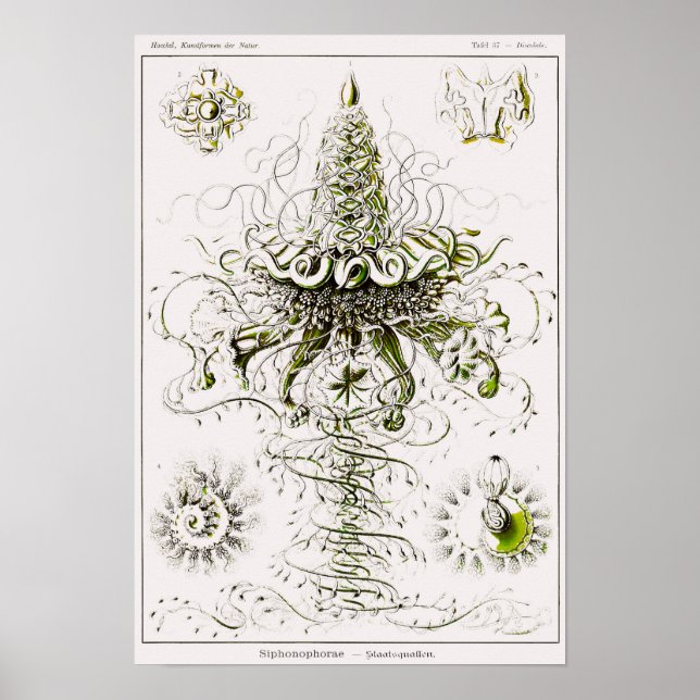 Poster Placa 37. Siphonóforos. (Frente)