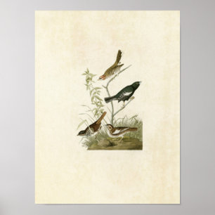 Poster Placa 390 Lark Finch, Prairie Finch & Sparrow