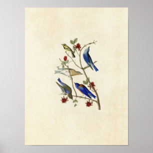 Pôster Placa 393 Townsend's Warbler & Bluebird