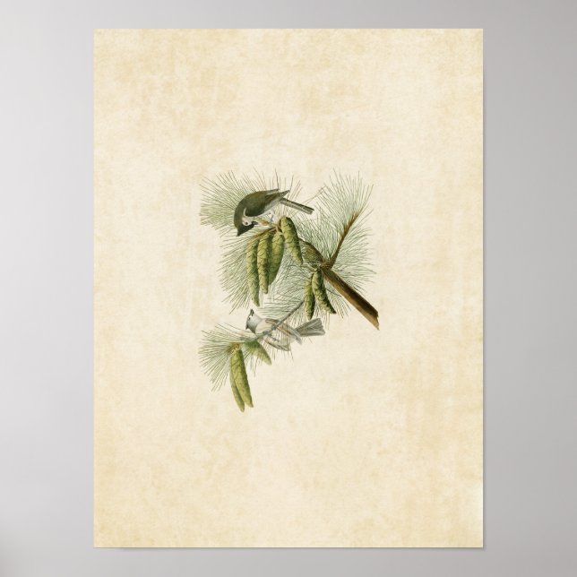 Pôster Placa 39 | Rato-de-cabeça | Aves da América (Frente)