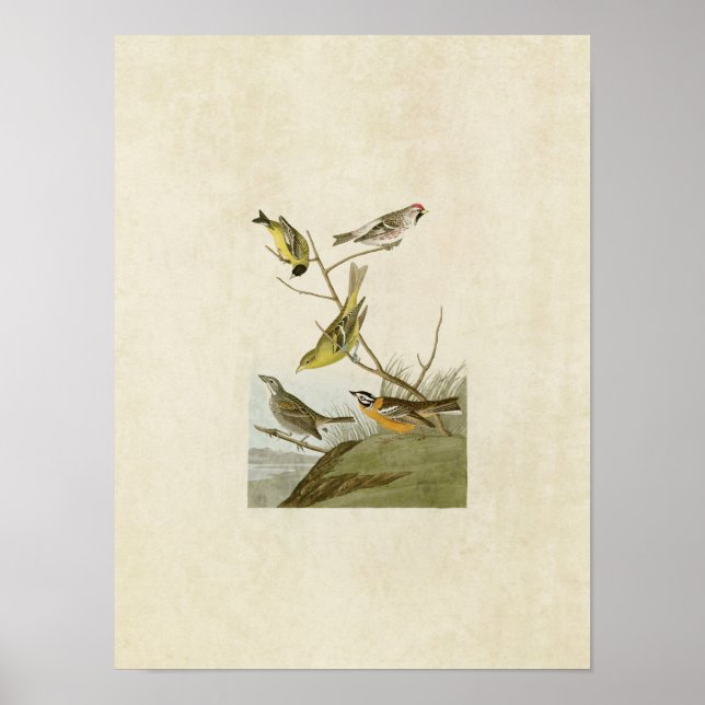 Pôster Placa 400 | Siskin, Redpoll, Tanager & Finch (Frente)