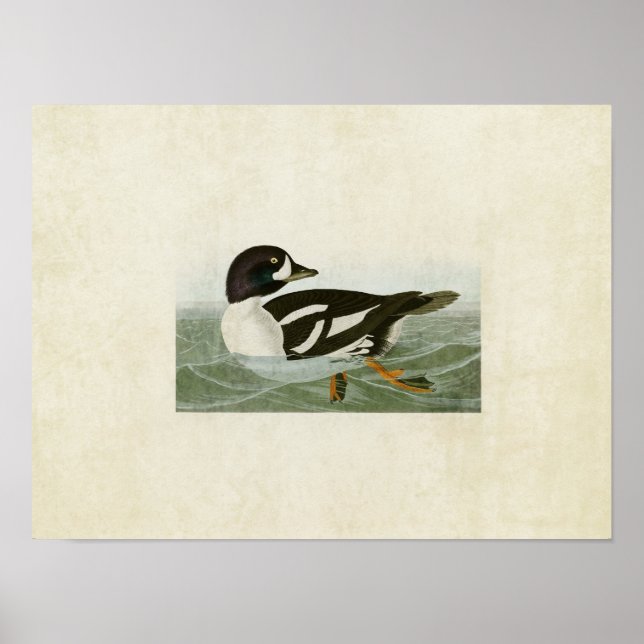 Pôster Placa 403 | Pato Ouro | Aves da América (Frente)
