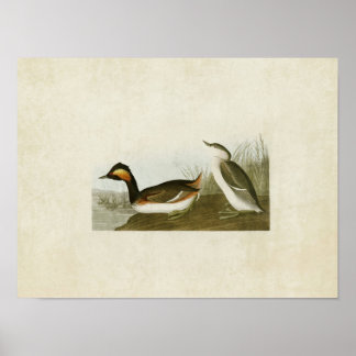 Pôster Placa 404 | Eared Grebe | Aves da América