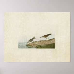 Poster Placa 405 Sandpiper semipalmado
