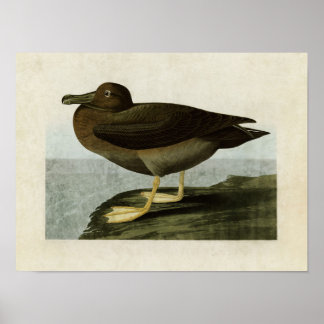 Pôster Placa 407 | Albatros Dusky | Aves da América