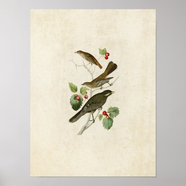 Pôster Placa 419 | Thrush, Townsend e Jay (Frente)