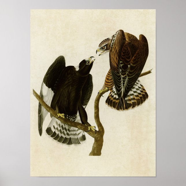 Pôster Placa 422 | Falcão de Perna Bruta | Aves da Améric (Frente)