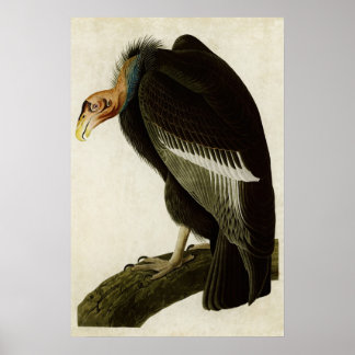 Poster Placa 426 | Abutre californiano | Aves da América